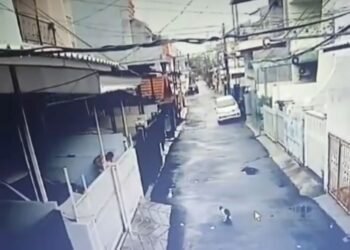 Parah, Pria Ini Tega Tembak Seekor Kucing Pakai Senapan