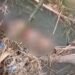 Geger, Video Penemuan Mayat Perempuan di Sungai Padang Pariaman