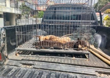 Waspada Rabies! Empat Warga Padang Digigit Anjing