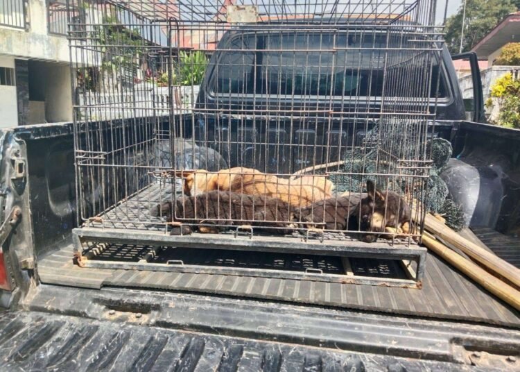 Ilustrasi anjing rabies.