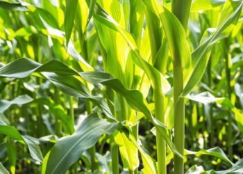 Produksi Jagung di Kota Pariaman Meningkat, Pemkot Dukung Petani dengan Benih-Pupuk