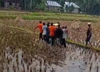 Pohon Kelapa Tumbang Timpa 3 Warga di Solok, 1 Meninggal