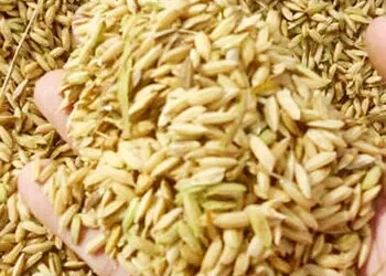 Produksi Gabah Kering di Kota Pariaman Meningkat