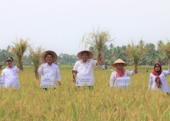 Pemko Pariaman Perkenalkan Varietas Padi Baru untuk Cegah Hama Wereng dan Tingkatkan Hasil Panen