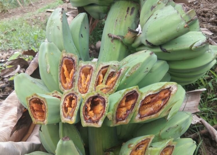 Buah pisang yang terdampak bakteri Fusarium di Kepulauan Mentawai.