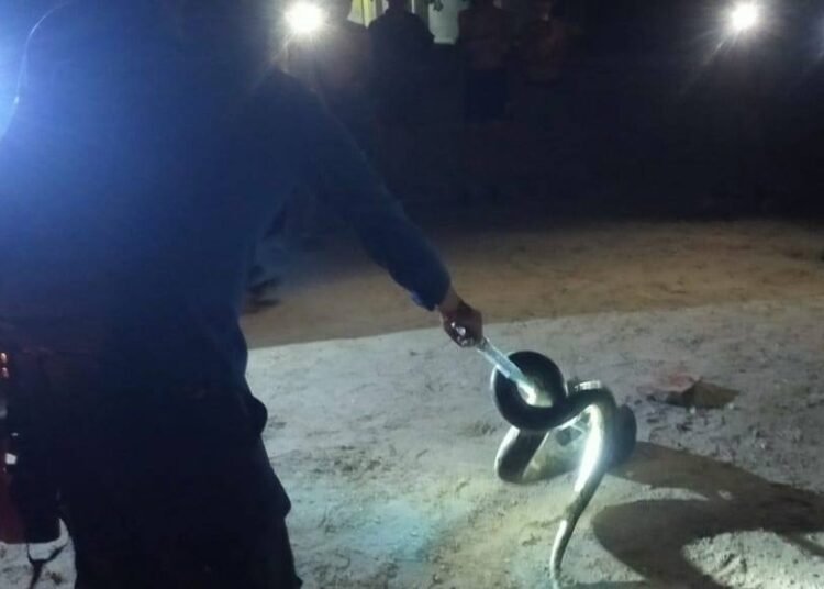 Dinas Damkar Kota Padang mengevakuasi ular di pekarangan rumah warga (foto: Diskominfo Padang)