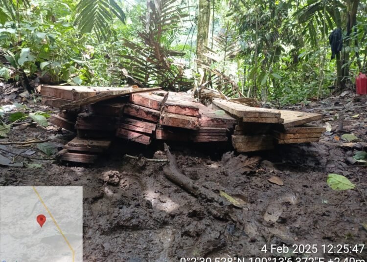 Resor Konservasi Sumber Daya Alam Pasaman menyita barang bukti kayu hasil pembalakan liar di kawasan Suaka Margasatwa Malampah Alahan Panjang, Selasa (4/2). Foto: Dokumentasi KSDA Pasaman