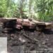Kayu Pembalakan Liar Ditemukan di Hutan Lindung Pasaman
