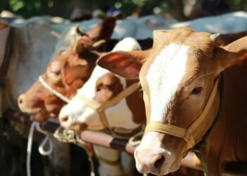 Kesehatan Hewan Ternak yang Dipotong Jelang Ramadan di Padang Dipastikan Aman