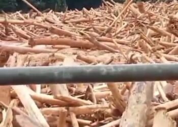 Ribuan Kayu Hanyut dan Nyangkut Dekat Jembatan di Lima Puluh Kota