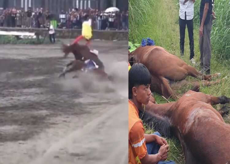 Kuda asal Sumbar tewas di saat berpacu.