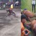 Tragis, Kuda Asal Sumbar Tewas karena Tabrakan saat Pacuan