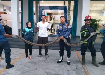 Damkar Padang Evakuasi Ular Piton 3 Meter yang Muncul di Kantor Bank BRI