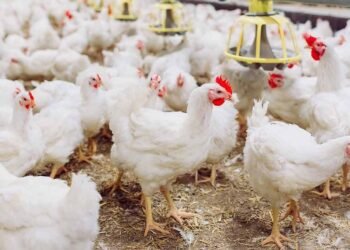 Pemkot Pariaman Upayakan Peningkatan Populasi Ayam 2025 Melalui Program Pembagian 1.000 Ekor Ayam