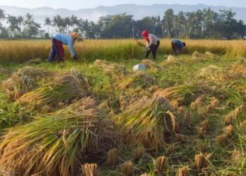 Produksi Padi di Padang Pariaman Capai 185,9 Ribu Ton di 2024