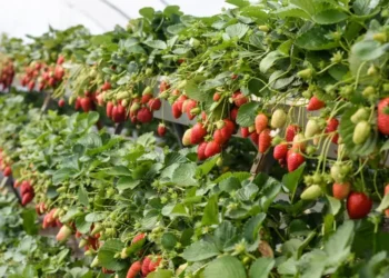 5 Rekomendasi Agrowisata di Sumbar, Cocok untuk Liburan Bersama Keluarga