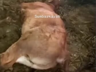 Sadis! Pencuri Sembelih Induk Sapi Dekat Kandang, Anaknya Diduga Dibunuh