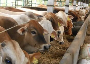 Vaksinasi PMK Diklaim Hampir Tuntas, Ternak Sapi di Sumbar Dipastikan Aman Jelang Ramadan