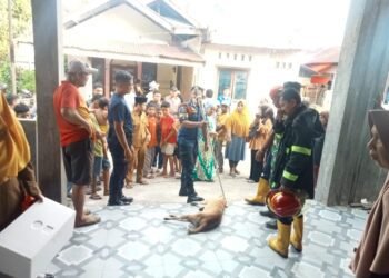 Anjing Liar Mati Tersengat Listrik Usai Masuk Rumah Warga dan Gigit Bocah di Padang