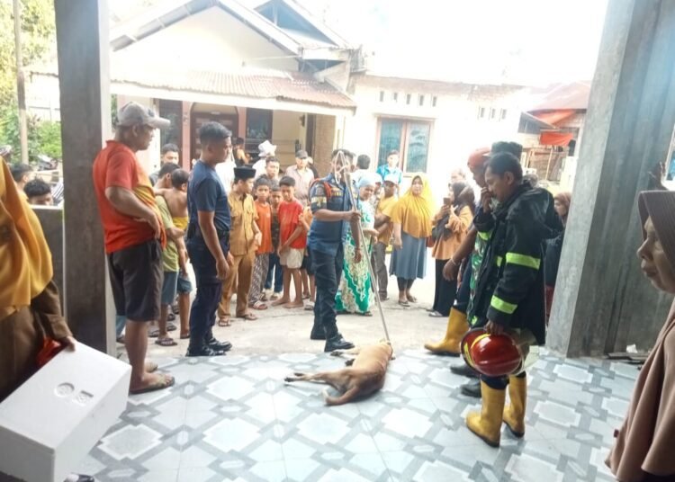 Damkar Padang evakuasi anjing liar yang masuk rumah warga dan gigit anak kecil di Padang, Senin (10/2).