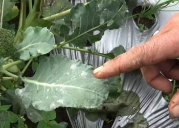 Ratusan Petani di Lereng Marapi Agam Rugi Miliaran Rupiah Dampak Abu Vulkanik