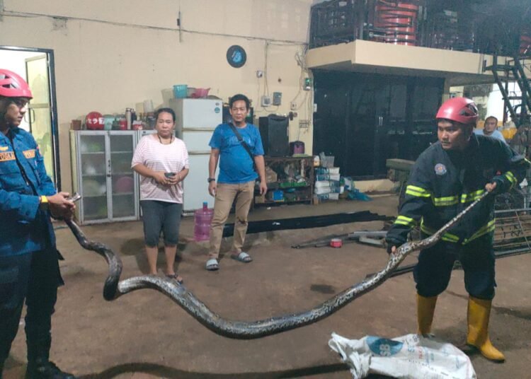 Petugas Damkar mengevakuasi ular piton sepanjang 3 meter di loteng bengkel warga di Padang.