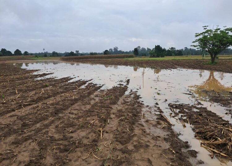 Banjir yang menggenangi ladang jagung warga di di Nagari Padang Laweh, Kecamatan Padang Laweh, Dharmasraya, mulai surut, pada Minggu (2/3). Foto: Guspira/Sumbarkita