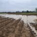 Puluhan Hektare Ladang Jagung di Dharmasraya Kebanjiran, Petani Gagal Panen