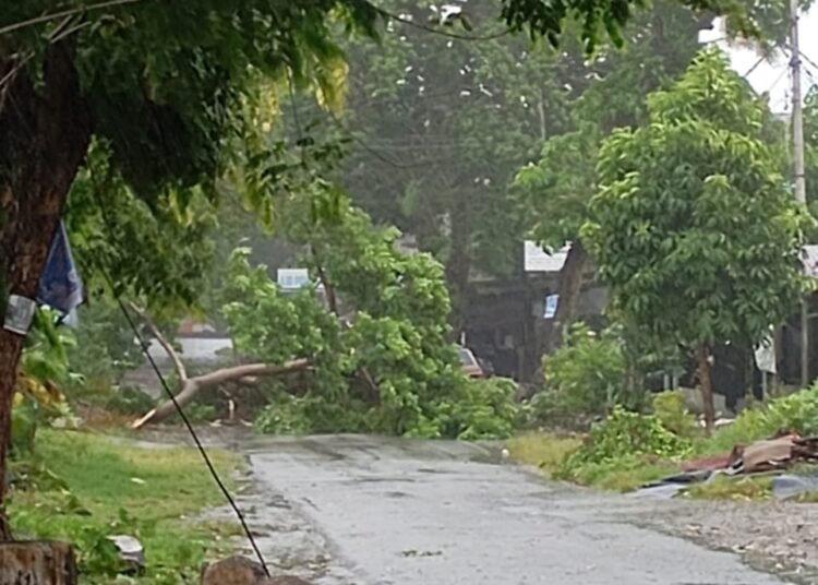 Pohon tumbang di tengah jalan di Purus, Kecamatan Padang Barat, Padang, Rabu (5/3). Foto: IST