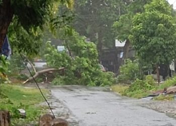 Pohon Tumbang di Padang Timpa Rumah dan Jalan
