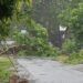 Pohon Tumbang di Padang Timpa Rumah dan Jalan