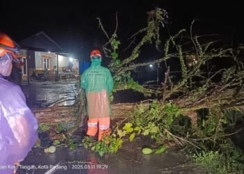 Pohon Tumbang di Padang Hambat Jalan dan Timpa Kabel Listrik
