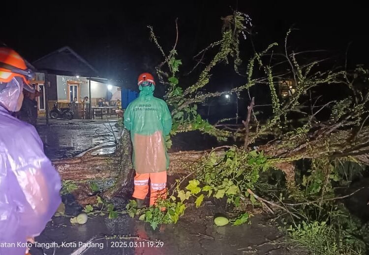 Anggota Tim Reaksi Cepat BPBD Padang mengevakuasi pohon tumbang di Jalan Kampung Jambak, Kelurahan Batipuh Panjang, Kecamatan Koto Tangah, pada Selasa (11/3) sekitar pukul 19.15 WIB. Foto: BPBD Padang