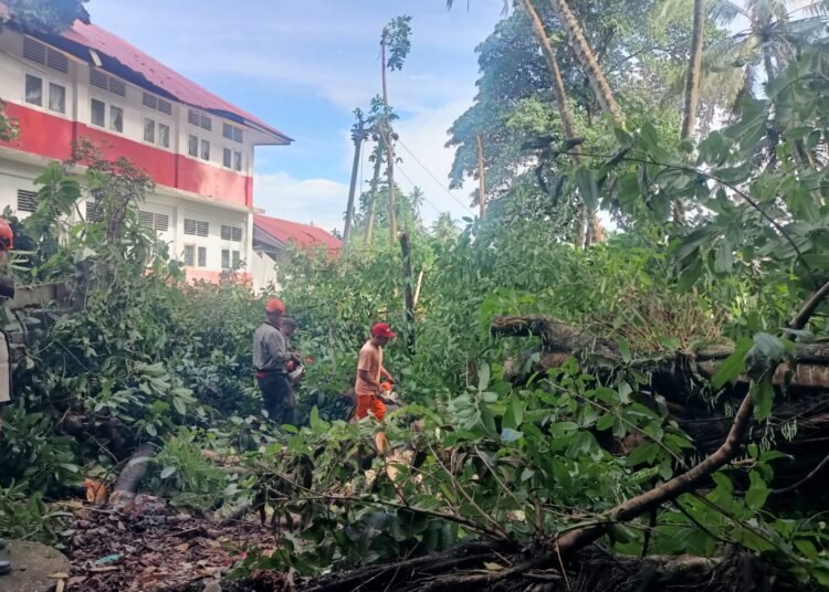 Pohon beringin besar tumbang dan menimpa bangunan sekolah di Padang. (foto: ist).