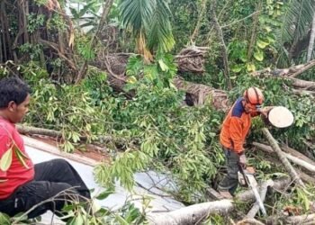 Pohon Usia 100 Tahun di Padang Timpa 3 Rumah