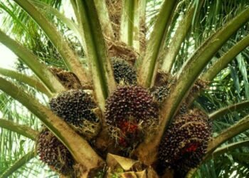 Pencurian Sawit Marak di Pasaman Barat, Aparat Hukum Diminta Bertindak