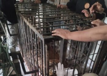 Mangsa Kerbau, Harimau Sumatra Masuk Kandang Jebak di Agam