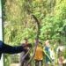 Video: Detik-detik Menegangkan Petugas Duel dengan Ular King Koros