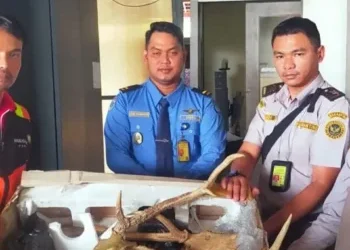 BKSDA Sumbar Selidiki Penyelundupan Dua Tanduk Rusa Ilegal di BIM