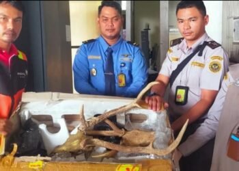 2 Tanduk Rusa Ilegal Ditemukan di Bandara Internasional Minangkabau