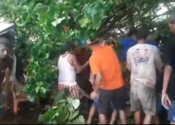 Sedang Berteduh, Dua Warga Padang Tertimpa Pohon Tumbang