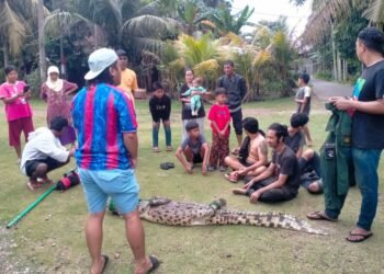 Kerap Muncul ke Permukaan Sungai, Seekor Buaya di Padang Dievakuasi Petugas