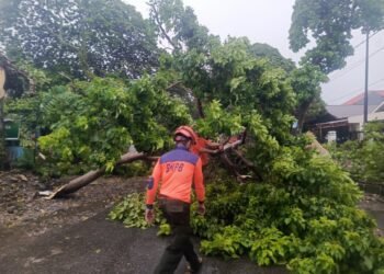 Hujan Deras-Angin Kencang Landa Kota Padang, 14 Titik Pohon Bertumbangan