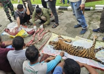Kejam, Harimau Dicincang dan Dikuliti Usai Terjerat