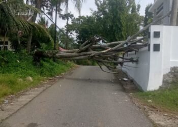 Pohon Tumbang Timpa Kabel Listrik di Padang