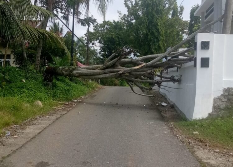 Pohon tumbang di depan Kantor Lurah Lubuk Minturun, Kecamatan Koto Tangah, Kota Padang pada Sabtu (1/3)