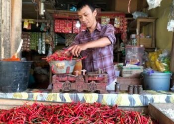Harga Cabai di Pariaman Meroket, Tembus Rp55 Ribu per Kilogram