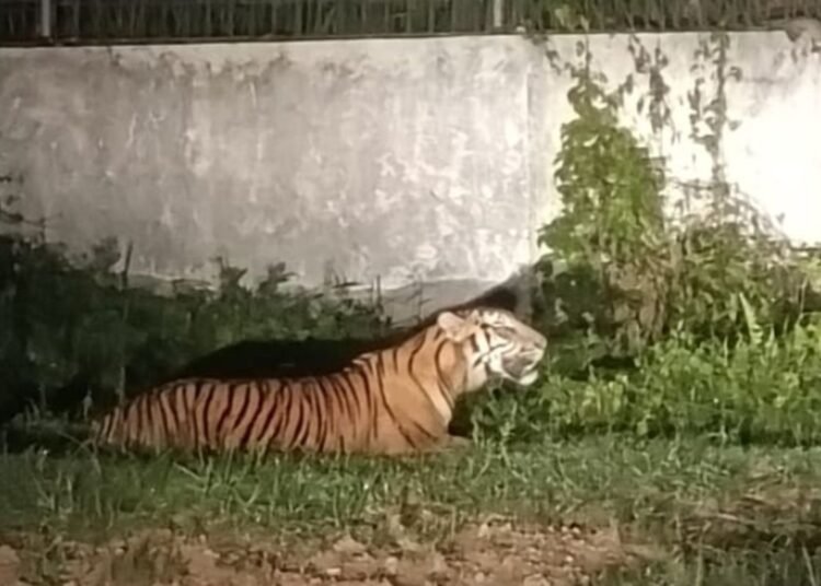 Harimau sumatera muncul di kawasan pabrik di Riau. (foto: Dok. PT Wilmar).
