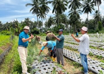 Wakil Wali Kota Payakumbuh Panen Bawang Bersama Kelompok Tani