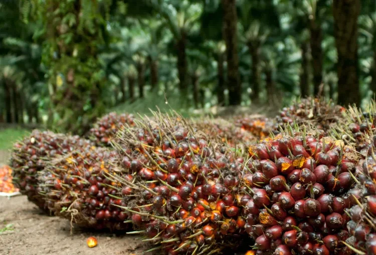 Ilustrasi tandan buah segar kelapa sawit. Foto: Gapki